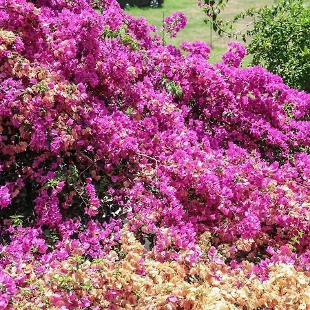 Ξενοδοχείο με διαμερίσματα Vaya Zorba 3*