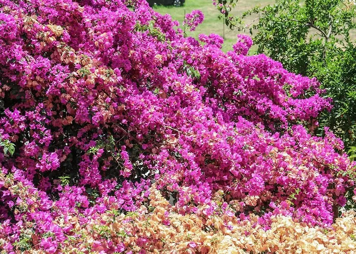 Vaya Zorba Città di Skiathos