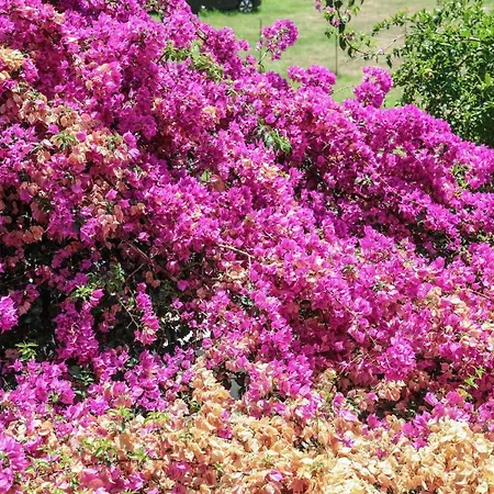 Vaya Zorba Skiathos by