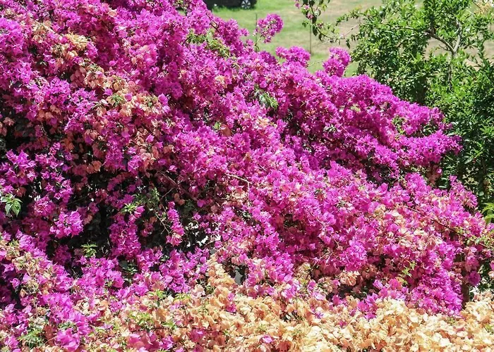 Aparthotel Vaya Zorba 3*